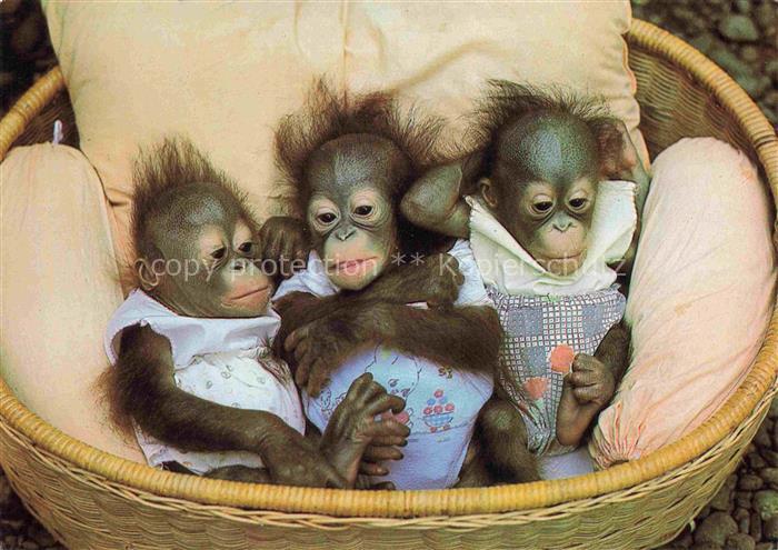 Zoo Gardin Zoologique-- Frankfurt Main Orang Utan Baby Affen