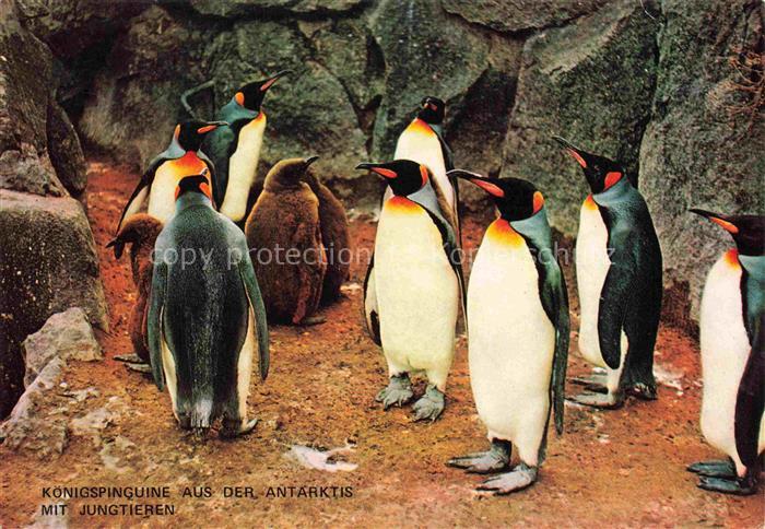 Zoo Gardin Zoologique-- Frankfurt Main Koenigspinguine Antarktis
