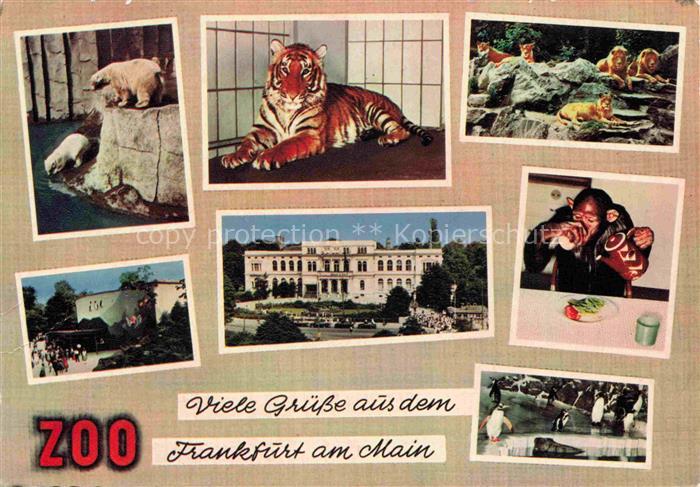 Zoo Gardin Zoologique-- Frankfurt Main Tiger Loewe Eisbaer