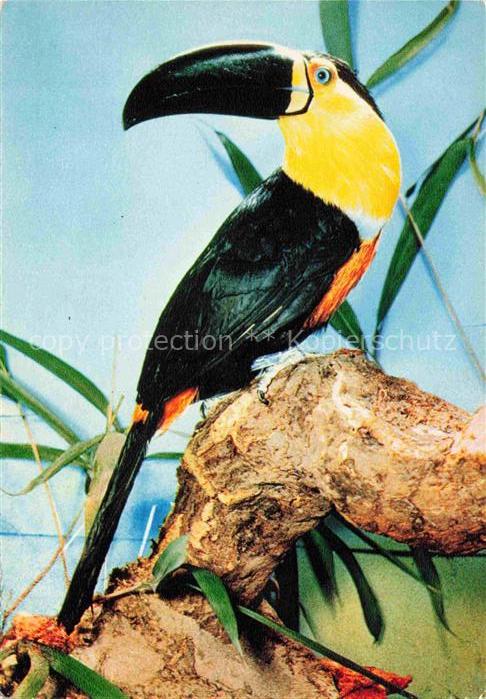 Zoo Gardin Zoologique-- Tukan Toucan Frankfurt Main