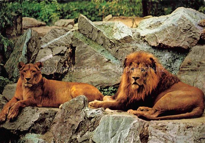 Zoo Gardin Zoologique-- Frankfurt Main Loewen Lions