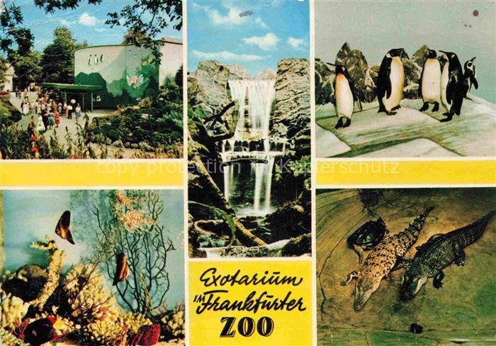 Zoo Gardin Zoologique-- Frankfurt Main Pinguine Krokodile