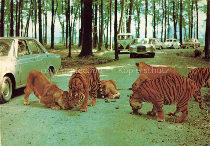 Tiger Tigre-- Safariland Gross Gerau Wallerstaedten