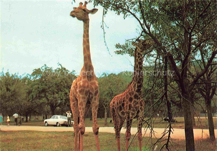 Giraffe Girafe Jirafa Giraffa-- Safariland Gross Gerau Wallerstaedten