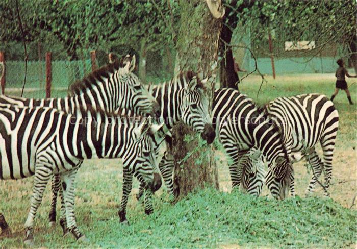 Zebras Zebre Cebra-- Safariland Gross Gerau Wallerstaedten