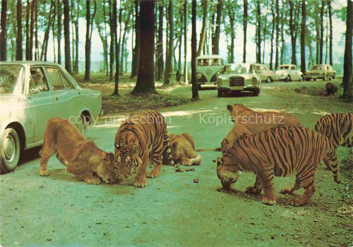 Tiger Tigre-- Safariland Gross Gerau Wallerstaedten