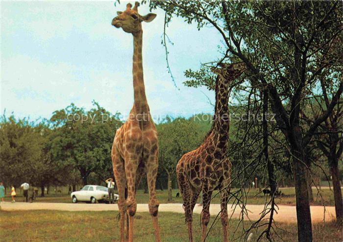 Giraffe Girafe Jirafa Giraffa-- Safariland Gross Gerau Wallerstaedten