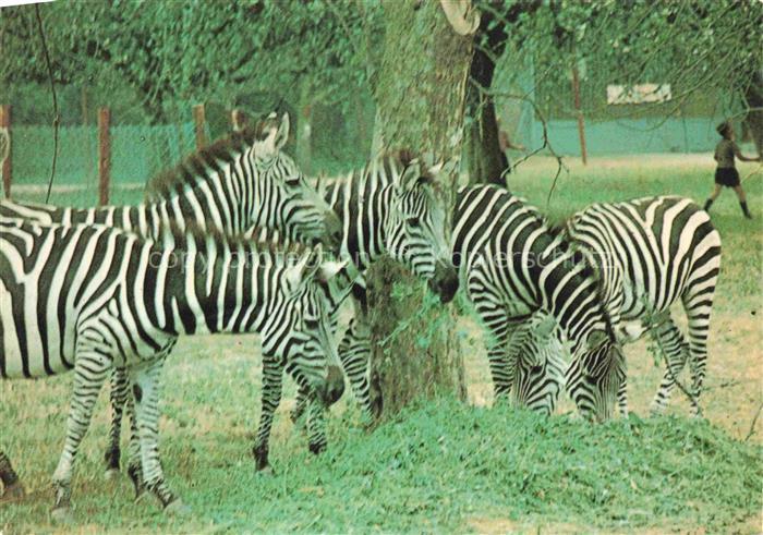 Zebras Zebre Cebra-- Safariland Gross Gerau Wallerstaedten