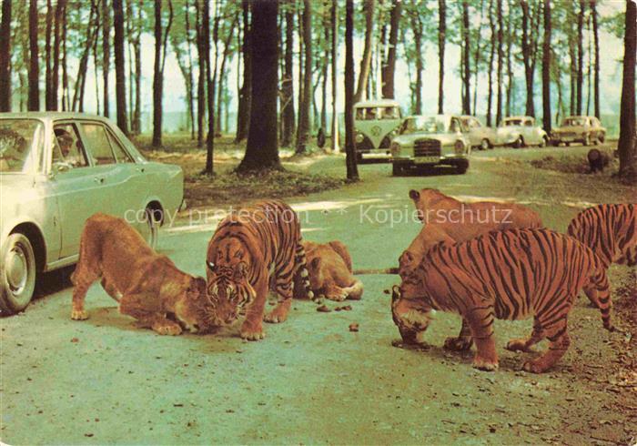 Tiger Tigre-- Safariland Gross Gerau Wallerstaedten