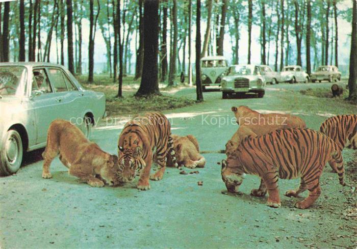 Tiger Tigre-- Safariland Gross Gerau Wallerstaedten