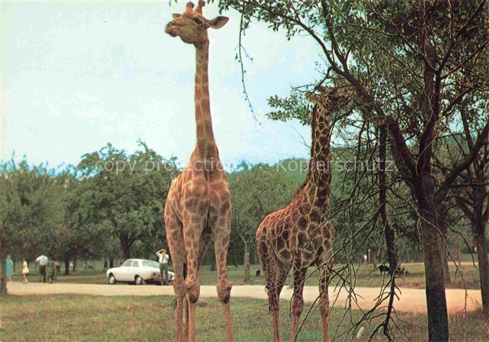 Giraffe Girafe Jirafa Giraffa-- Safariland Gross Gerau Wallerstaedten