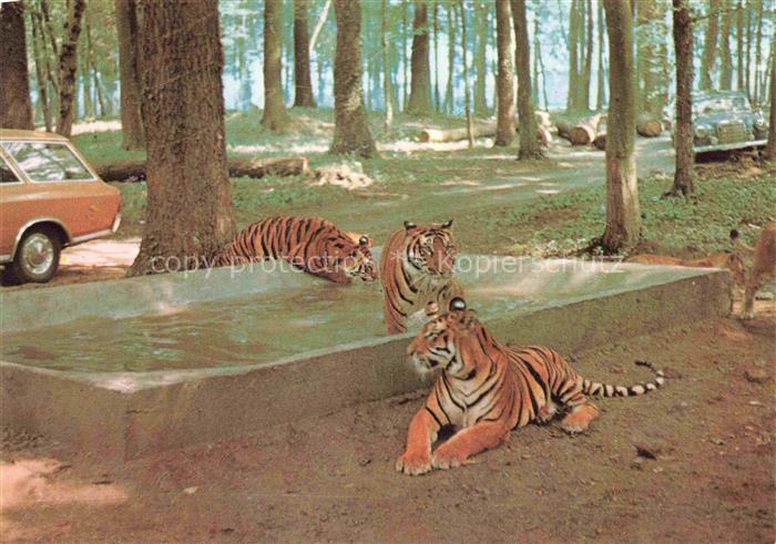 Tiger Tigre-- Safariland Gross Gerau Wallerstaedten