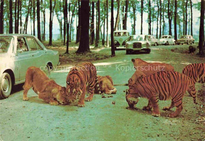 Tiger Tigre-- Safariland Gross Gerau Wallerstaedten