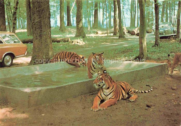 Tiger Tigre-- Safariland Gross Gerau Wallerstaedten