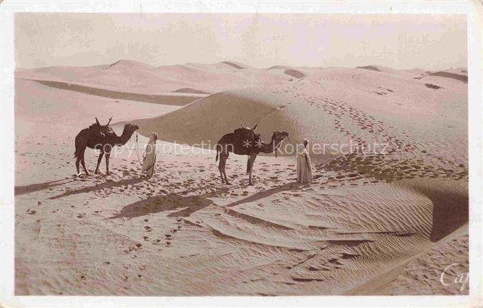 Kamele Camel Chameau-- Scenes et Types Dune Sablesau Desert
