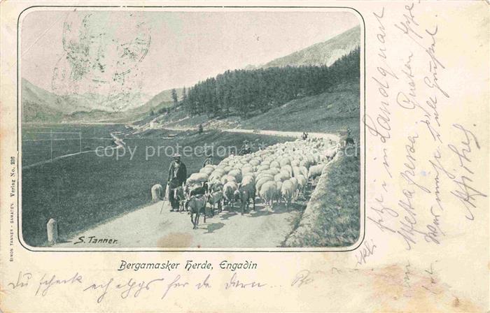 Schaeferei Sheperding Bergerie-- S. Tanner Bergamasker Herde Engadin