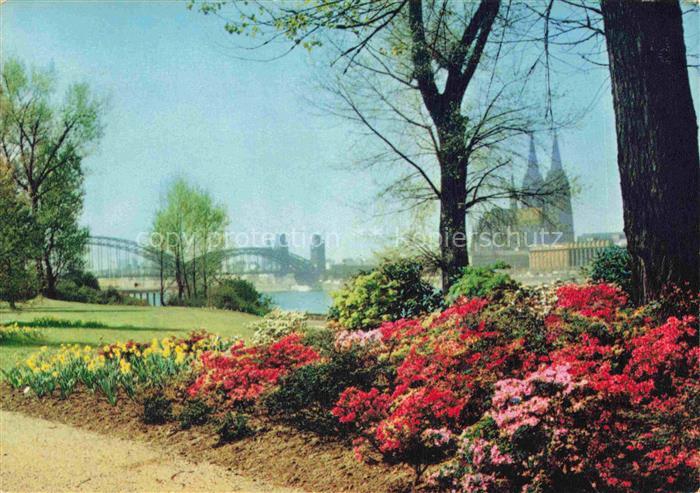 BUGA Bundesgartenschau Koeln Rhododendron Hain am Rheinufer Dom