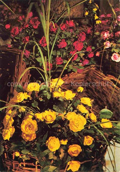 BUGA Bundesgartenschau Festival Koeln Rosengesteck Hallen Sonderschau