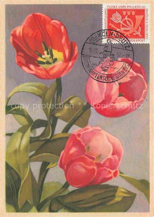 BUGA Bundesgartenschau Koeln Deutz Tulpen