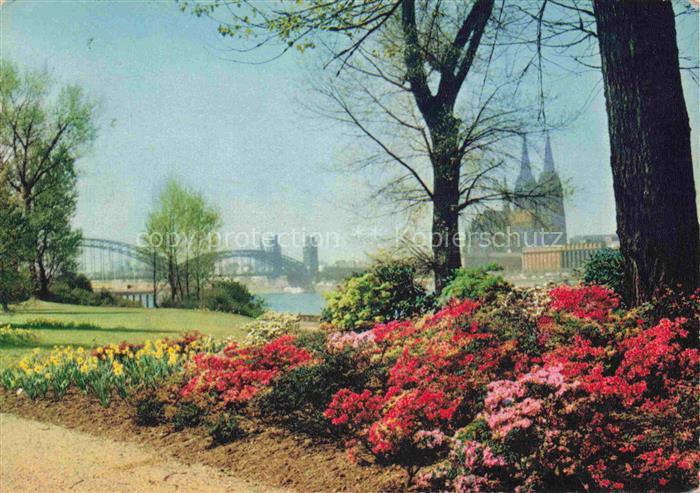 BUGA Bundesgartenschau Koeln Rheinufer Dom