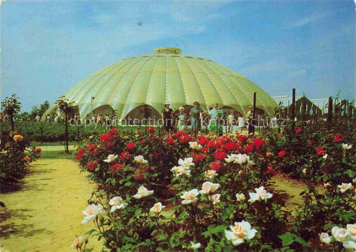 BUGA Bundesgartenschau Bonn Kuppelhalle Rosen