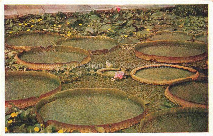 Gartenschau Landesgartenschau LAGA Hamburg Warmwasserteich Victoria Rgia