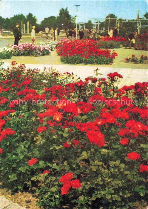 IGA Gartenbauaustellung International DDR Erfurt Rosen Freiland