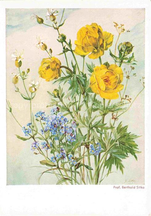 SITKA Berthold Prof. Kuenstlerkarte Trollblume