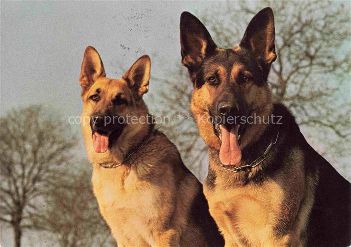 Schaeferhund Deutscher German Shepard allemand--