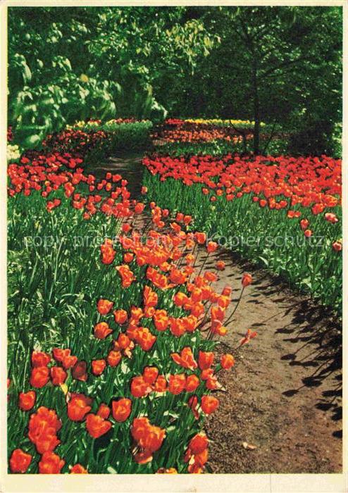 IGA Gartenbauaustellung International Hamburg Tulpenbluete