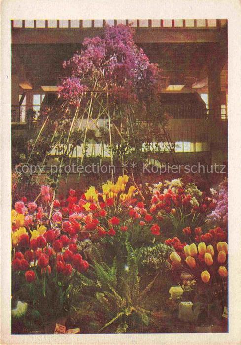 IGA Gartenbauaustellung International Tulpen Ersnt Merck Halle