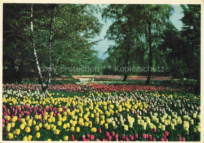 IGA Gartenbauaustellung International Hamburg Tulpenbluete