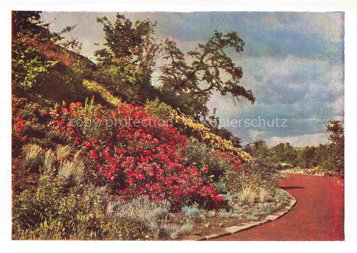 BUGA Bundesgartenschau Kassel Rosenhang