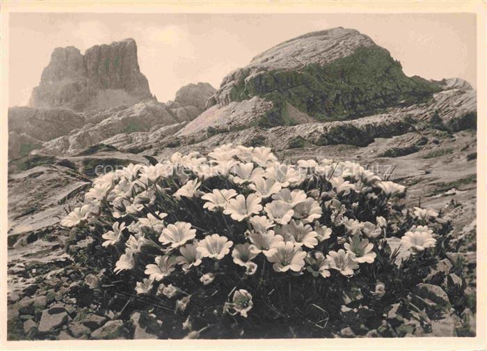 Falzaregopass Passo Falzarego 2117m IT Flora Alpina Cerrastium latifolium