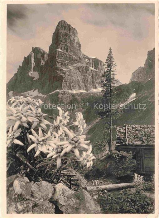 Cima Tosa 3176m Dolomiti Dolomiten IT Flora Alpina Cima Margherita Crozzone