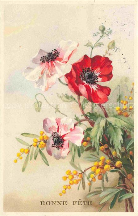 Mohnblumen Poppies Coquelicots Papaveri Amapolas-- Bonne Fete