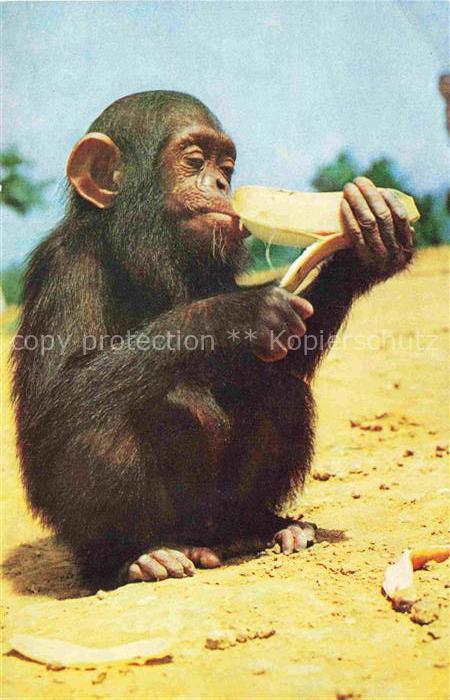 Affen Monkeys Singes Monos Scimmie-- Banane Singe