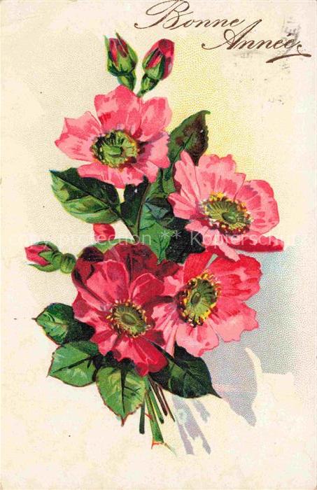 Rosen Roses Rosas-- Rot