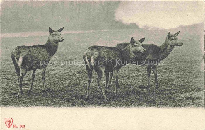 Rehe Roe Deer Chevreuil Corzo-- MBM Nr. 506 Wiese