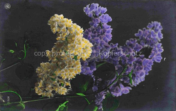 Foto NPG Nr. 805/2 Flieder