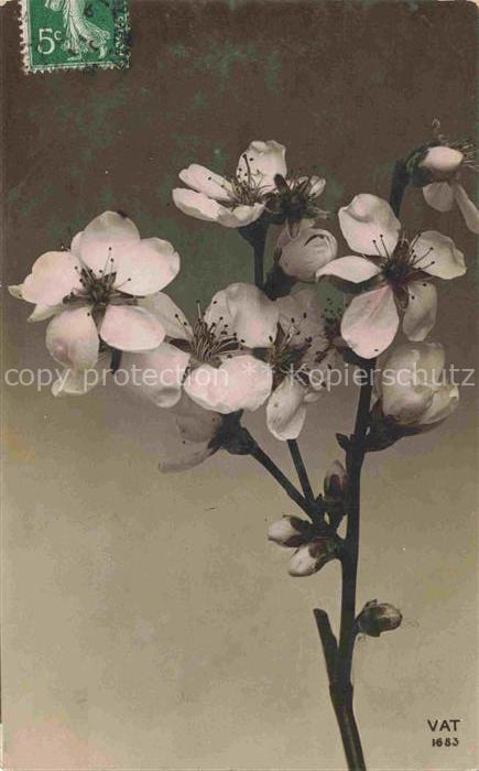 Foto VAT Nr. 1683 Bluetenzweig