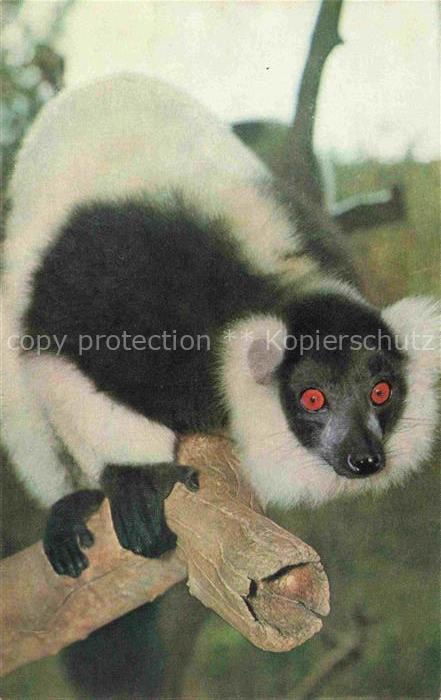 TIERE Animals Animaux Animales Animali-- Varis Schwarz Weis Madagascar