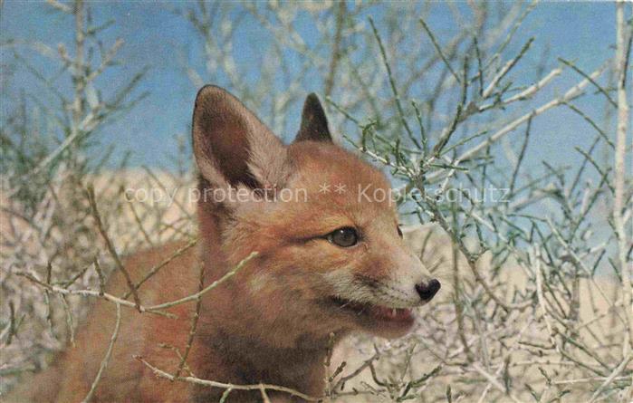 Fuchs Tiere Renard des Sables Libye