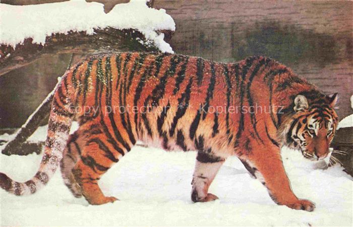 Tiger  Tigre-- Dant la Neige