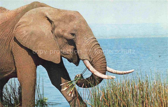 Elefant