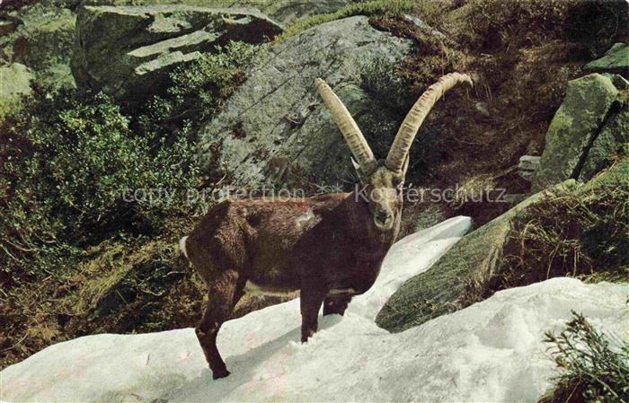 Steinbock Capricorn Capricorne Capricornio-- Alpensteinbock