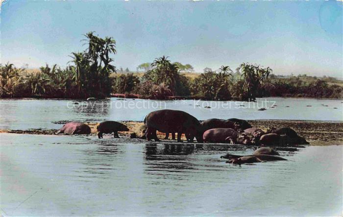 Hippos Nilpferde Hipopptamos Hippopotammi -- Faune Africaine