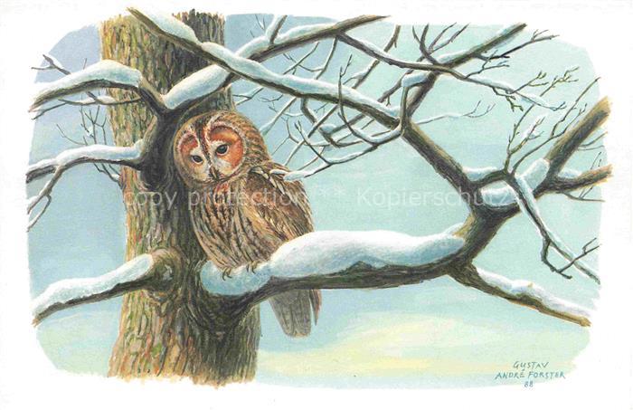 Eule Owl Hibou Chouette-- Waldkauz Allocco