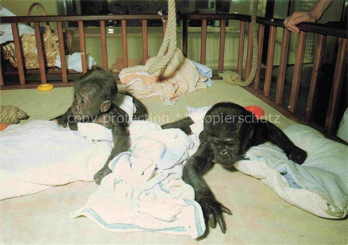 Zoo Gardin Zoologique-- Stuttgart Bad Cannstatt Wilhelma Baby gorillas