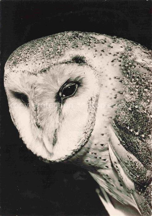 Eule Owl Hibou Chouette--